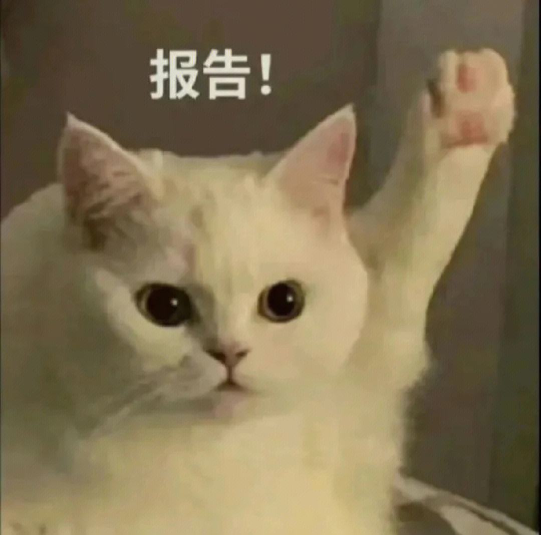 我想你了的表情包猫猫图片