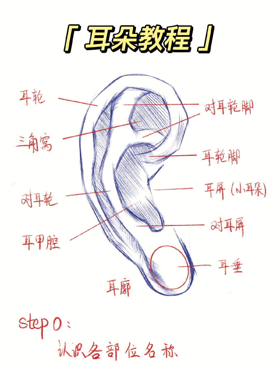 耳朵结构图 简易图片