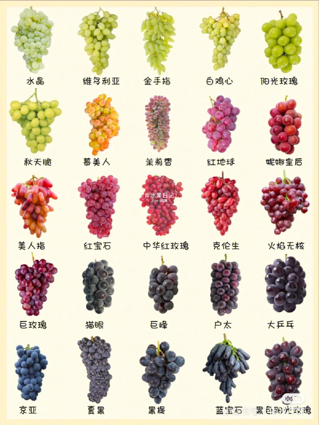 葡萄种类名称及图片图片