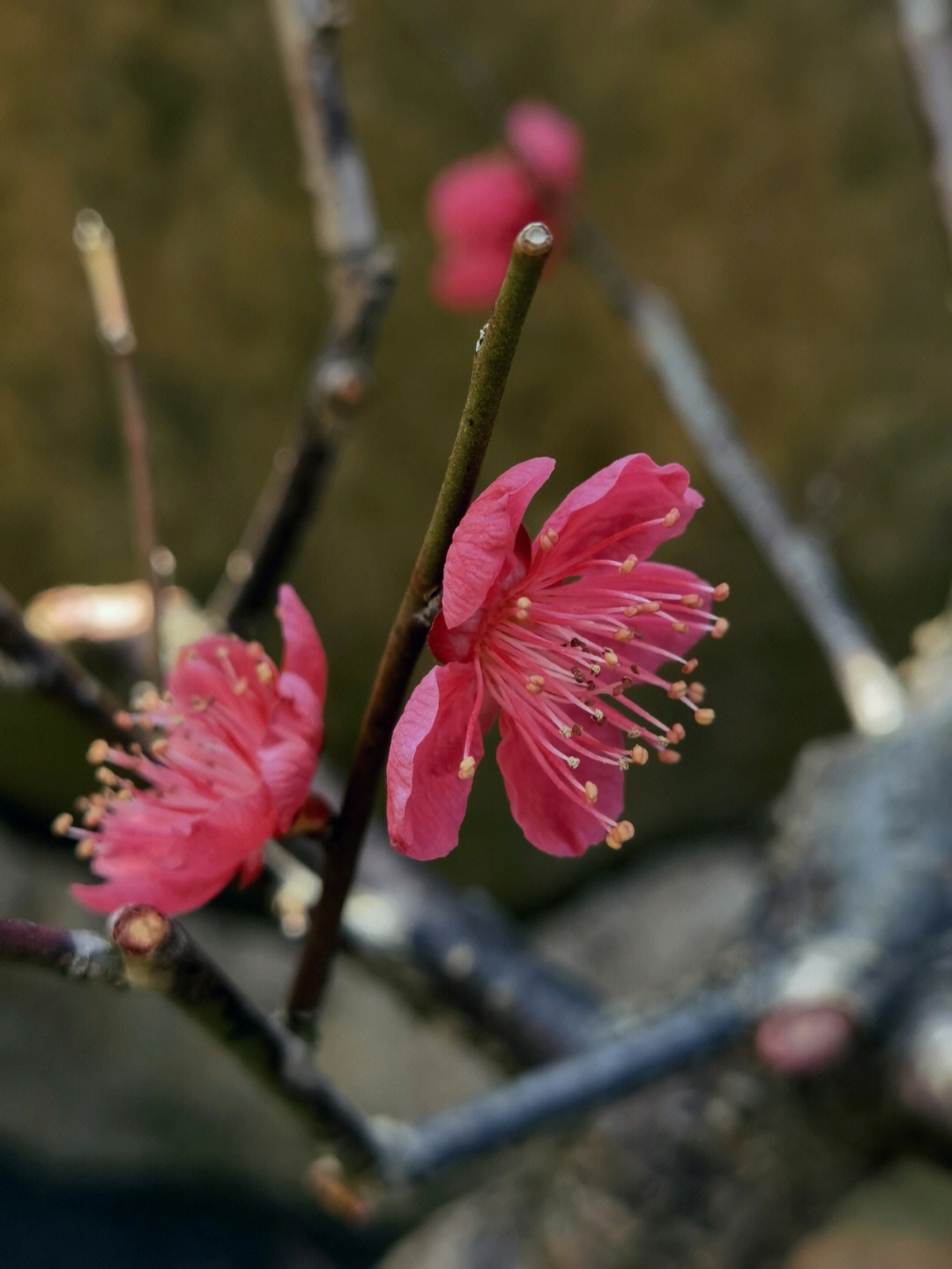 红千鸟梅花真假图片