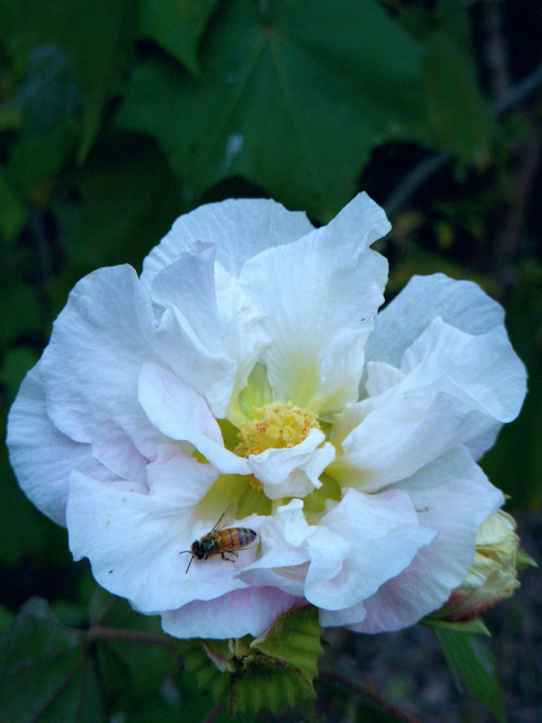 木芙蓉花