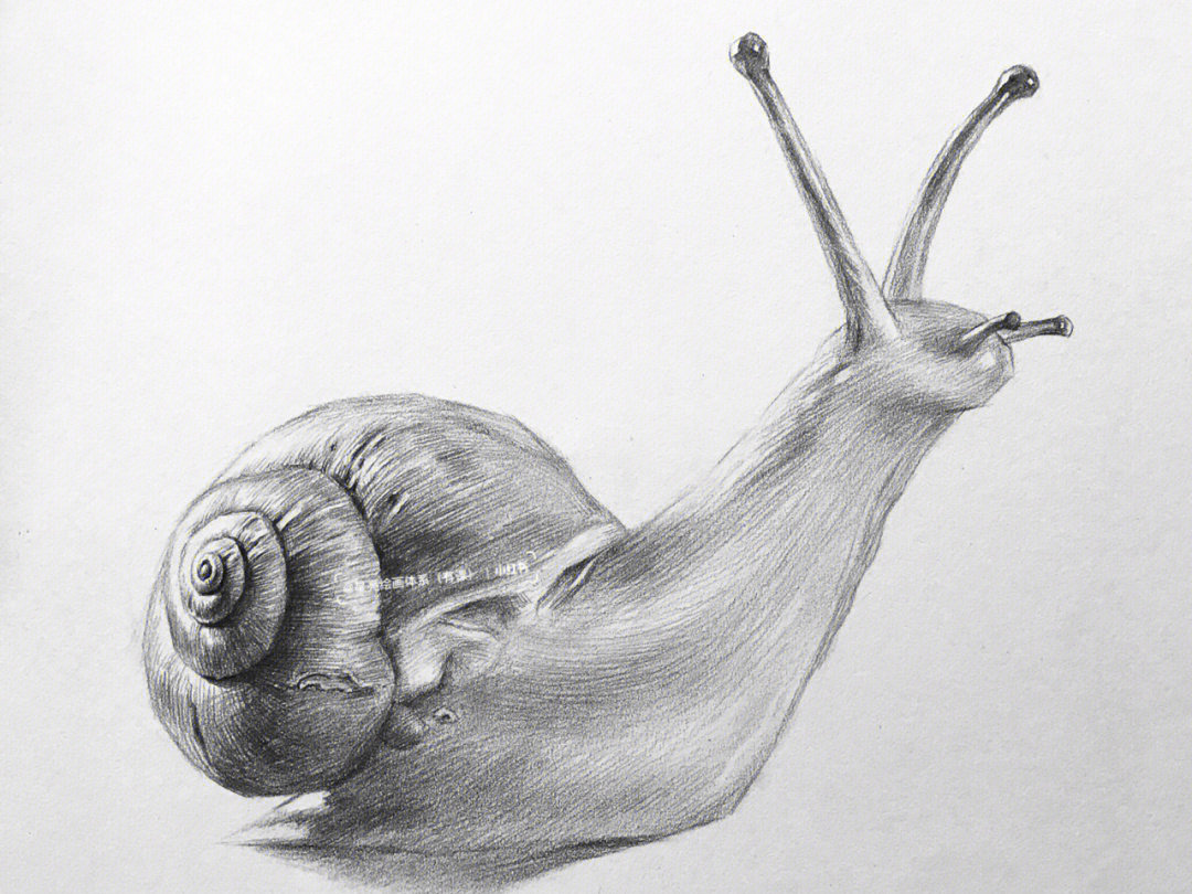 蜗牛素描小动物图片