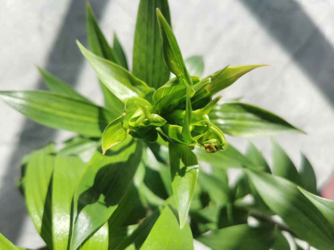 一棵百合花叶子图片图片