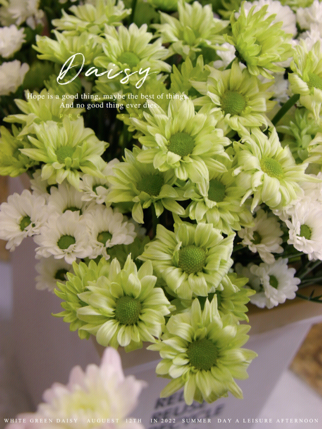 绿芯白边小雏菊的花语图片