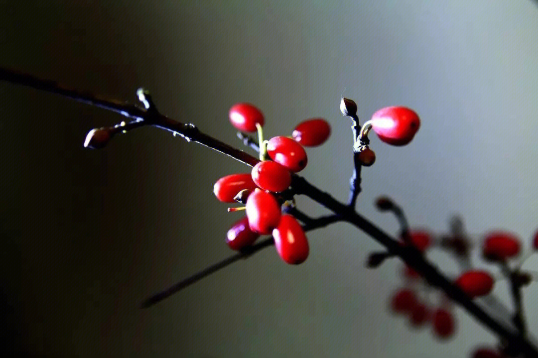 山茱萸茱萸自有芳