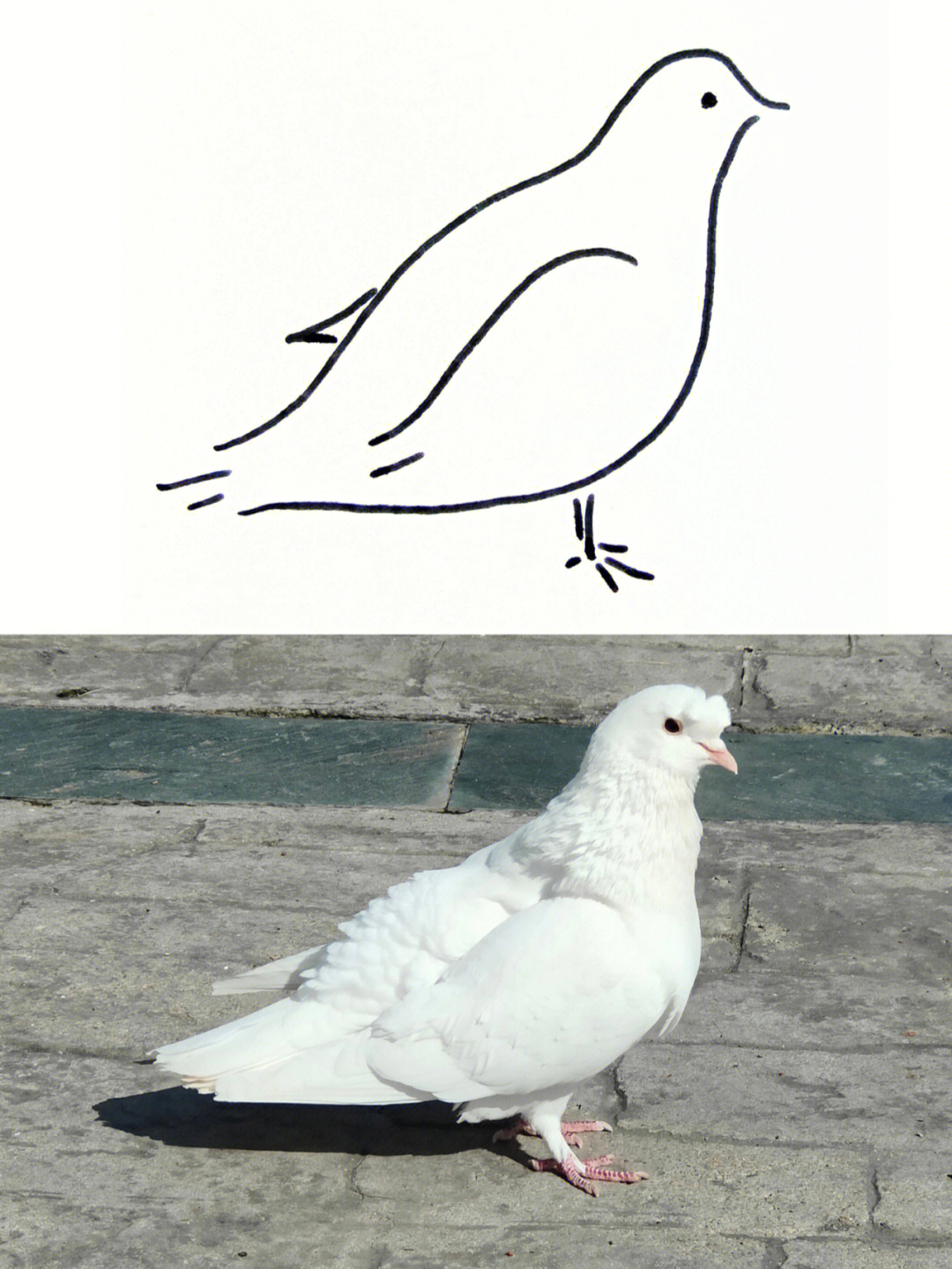白鸽绘画图画图片