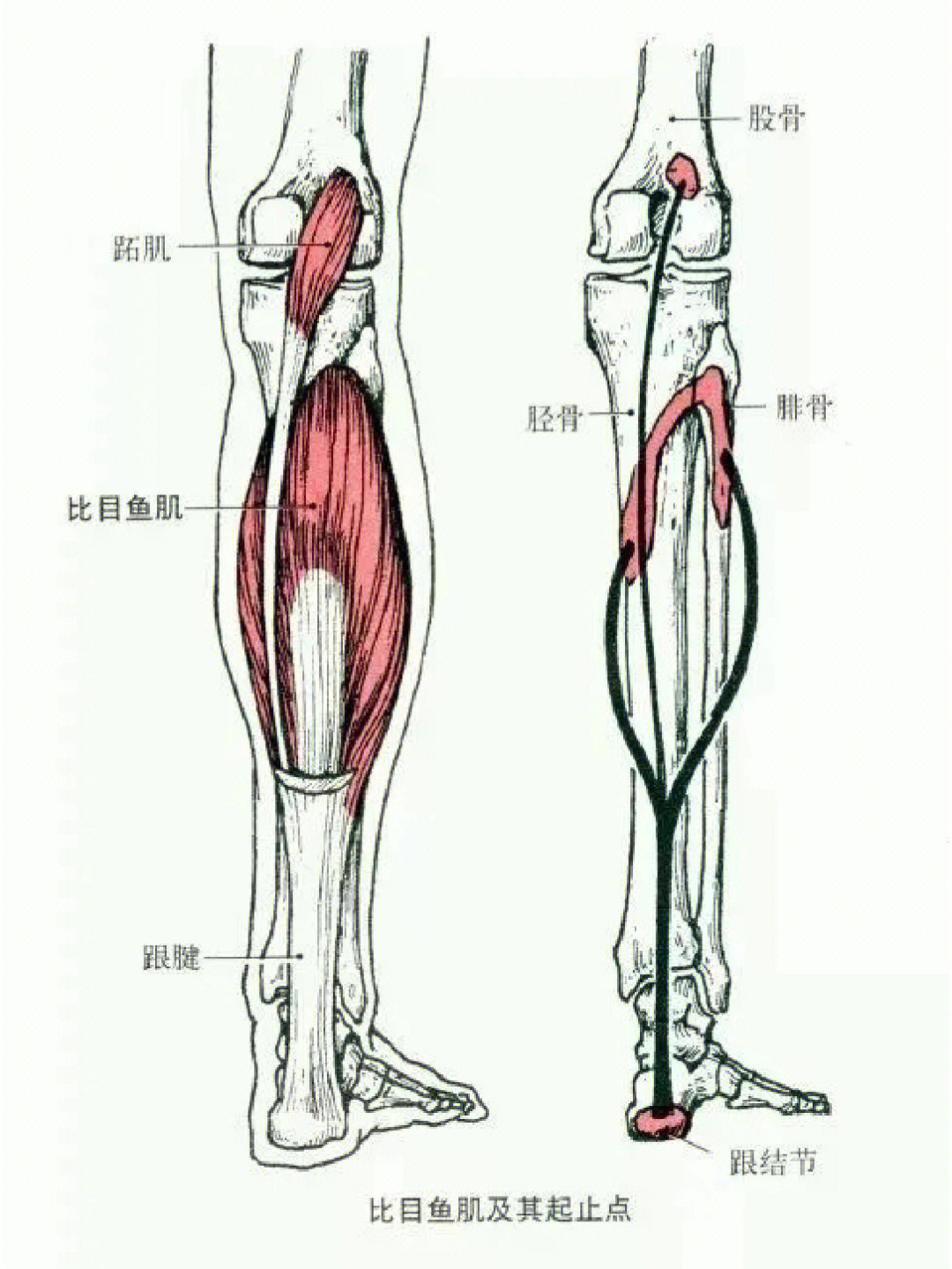 7815比目鱼肌[种草r]部位:位于小腿后面深层,形似比目鱼.