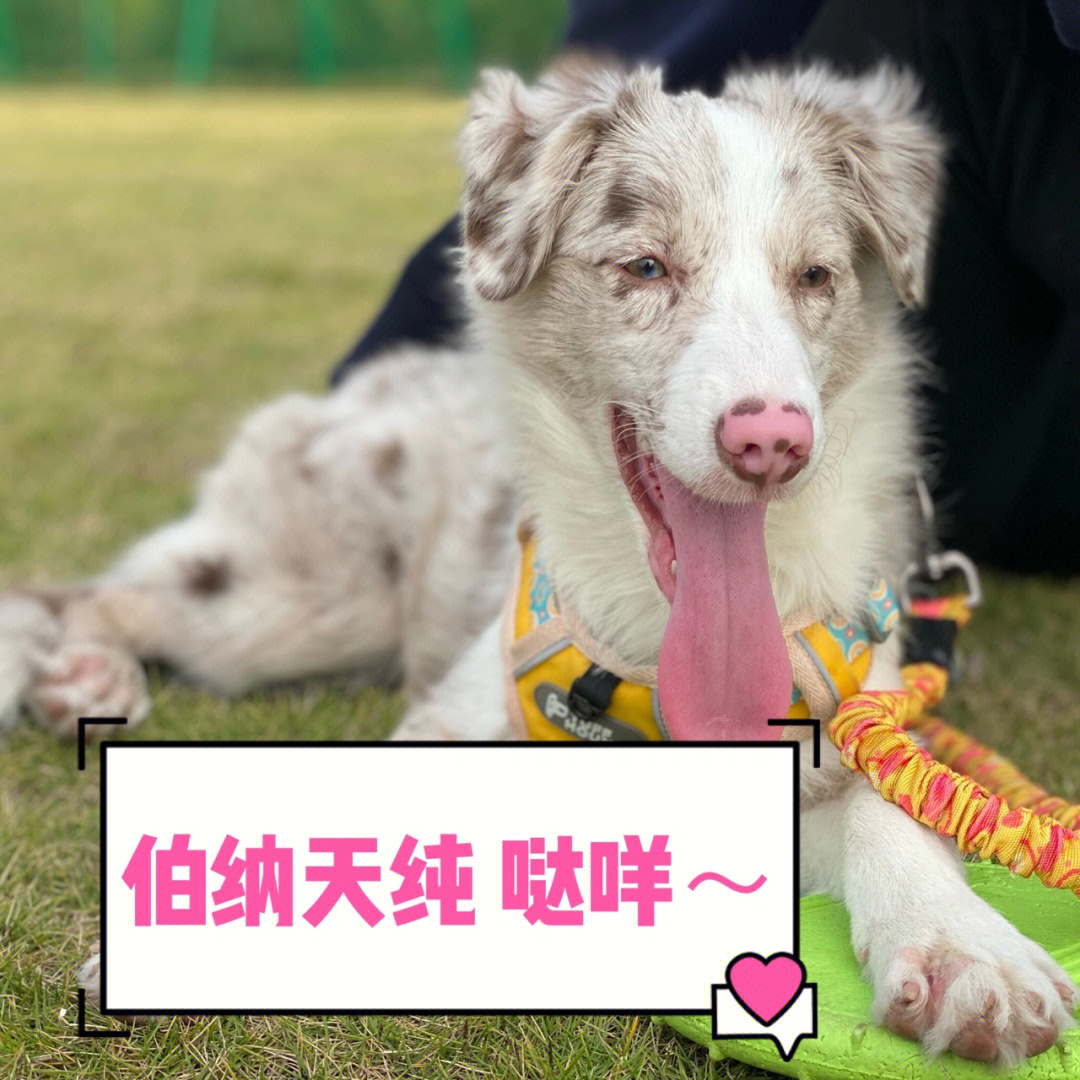 关于幼犬吃伯纳天纯~我个人感觉-达咩!