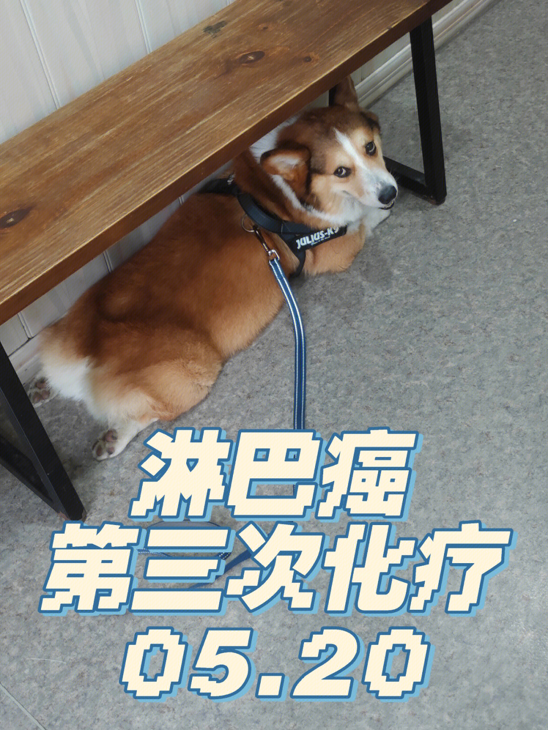 犬全身淋巴结位置图图片