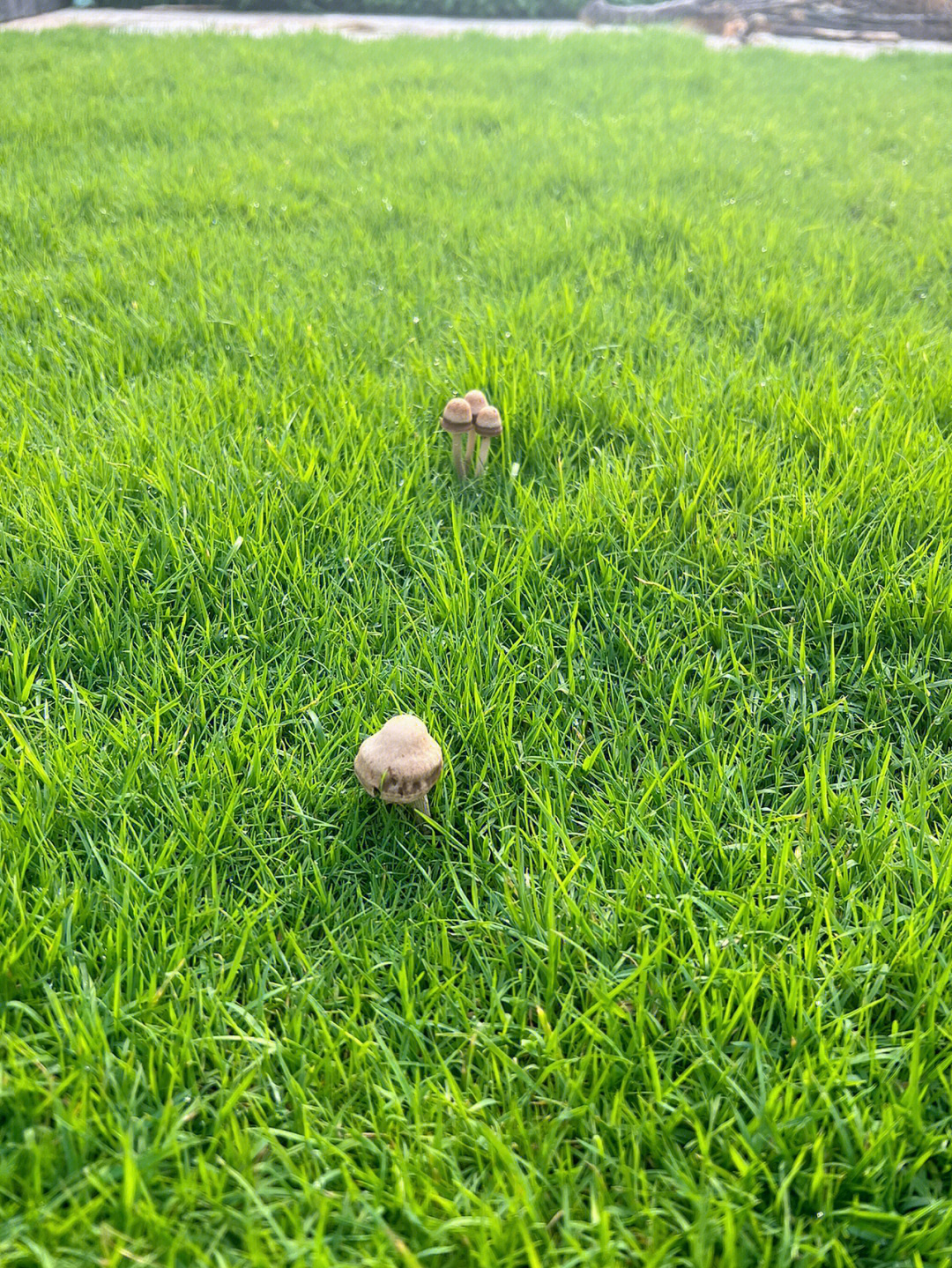 雨后草地蘑菇的美句图片
