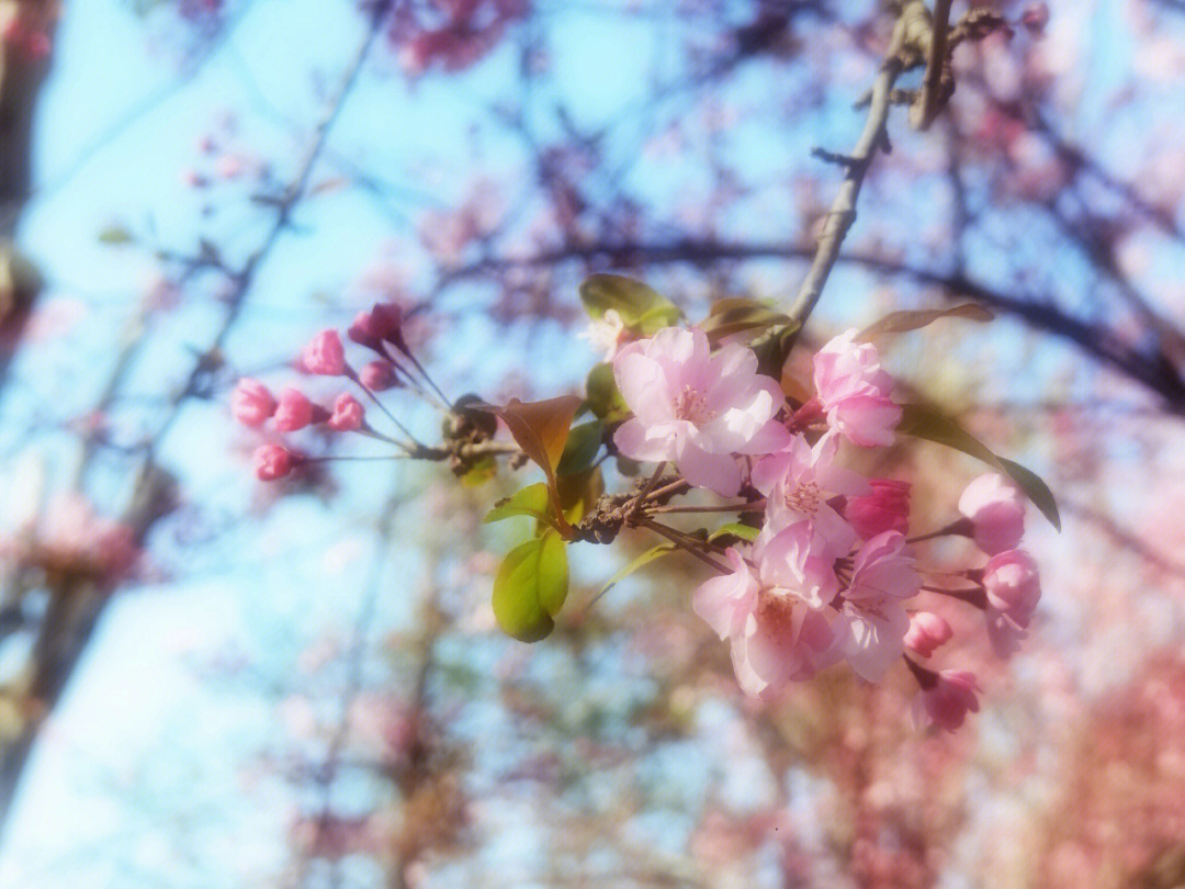 春已至花已开