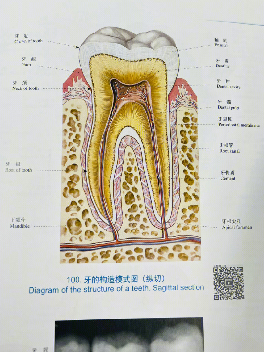 门牙结构图片