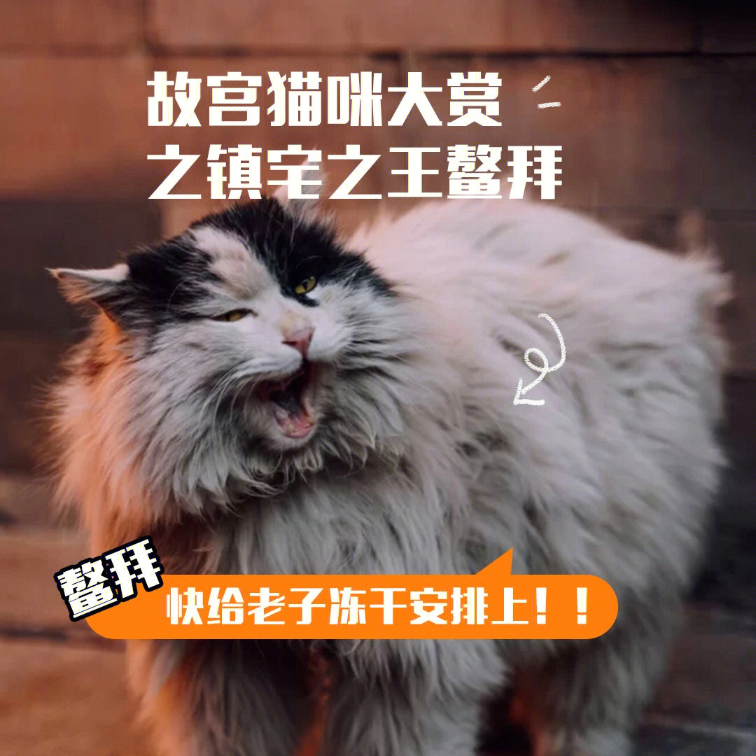 故宫御猫大赏鳌拜最霸气