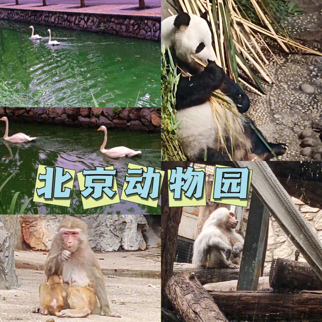 北京旅游北京动物园轻松游详细攻略