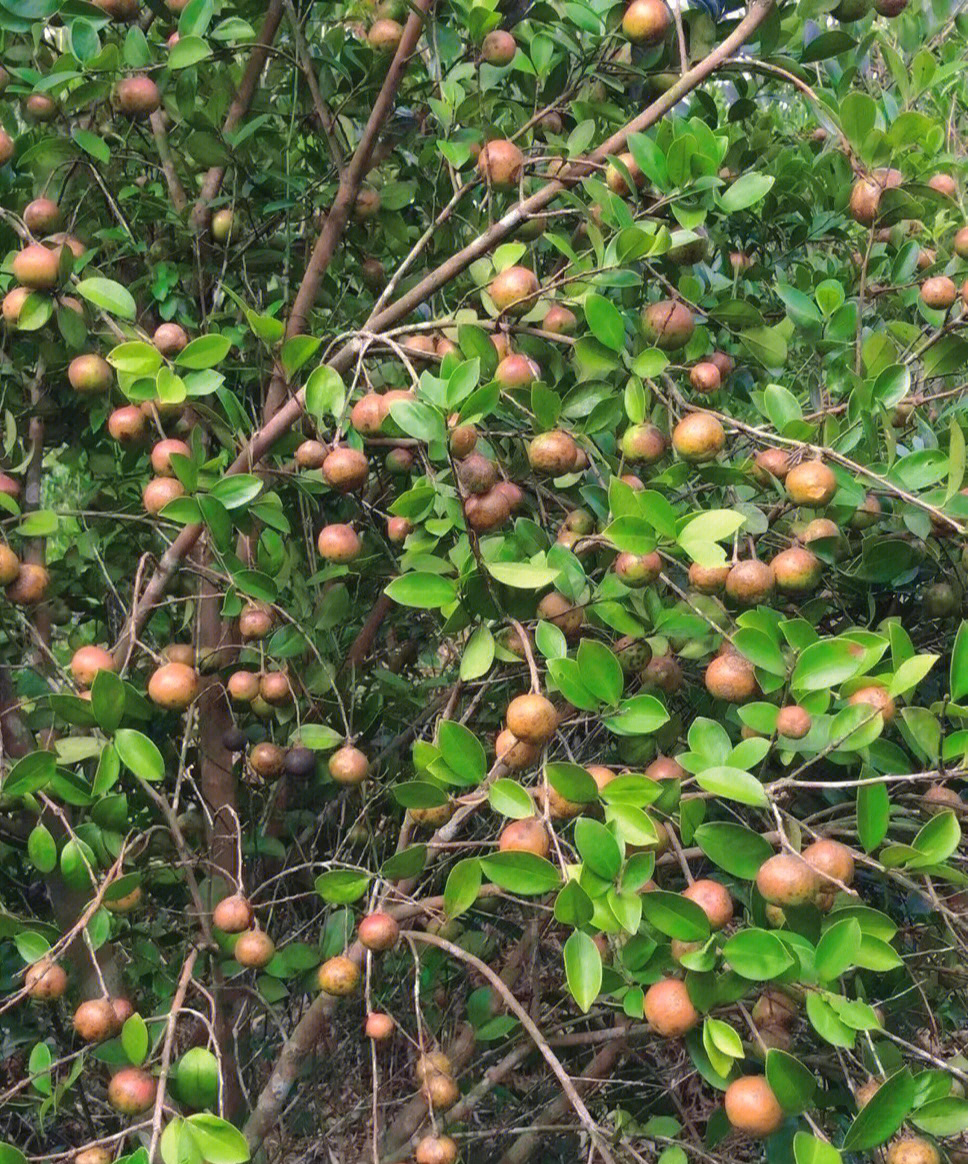 茎花山柚树图片图片