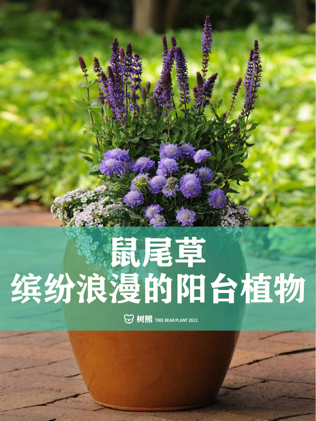 粉钻鼠尾草花语图片