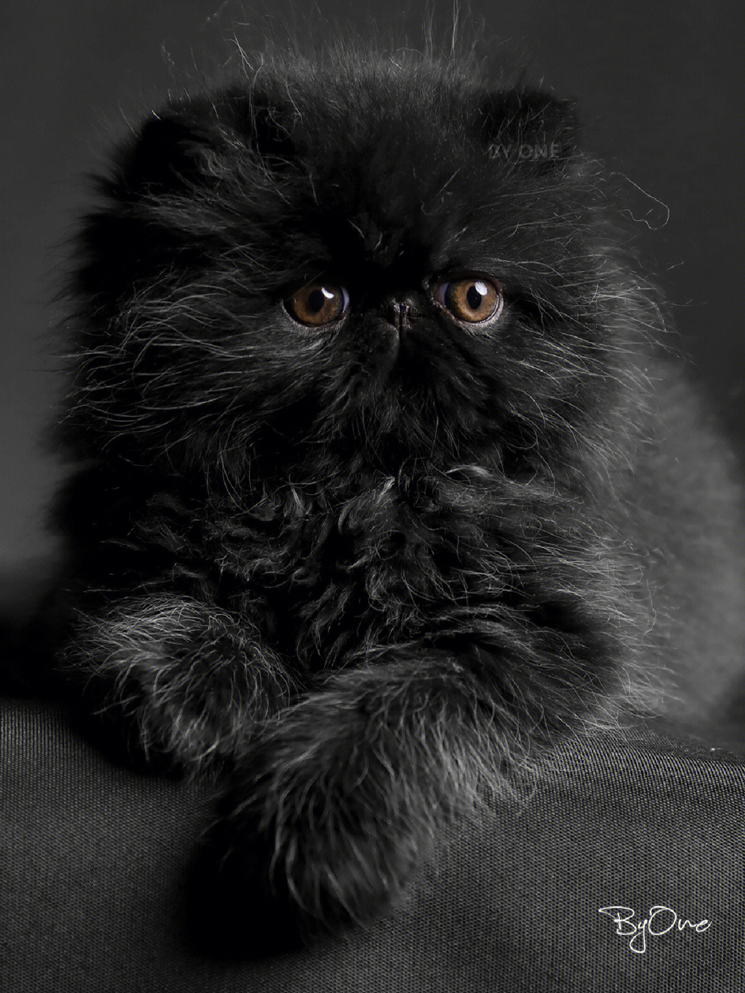 外表高冷的黑色异国长毛猫其实是个憨憨