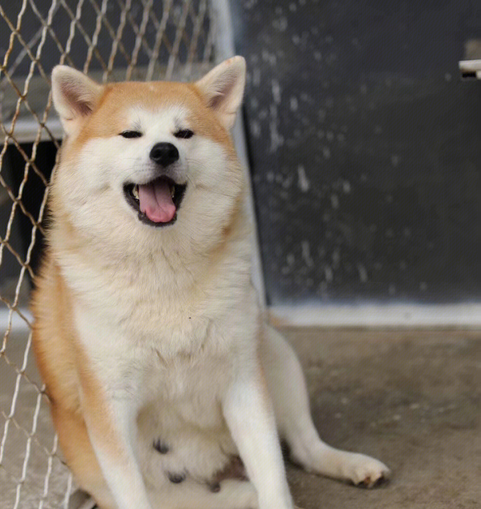 爱笑的秋田犬种母优希号