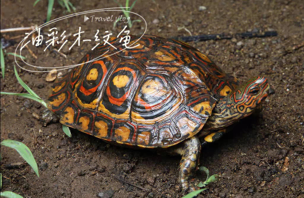 油彩木纹龟丨活在画里的优雅小龟