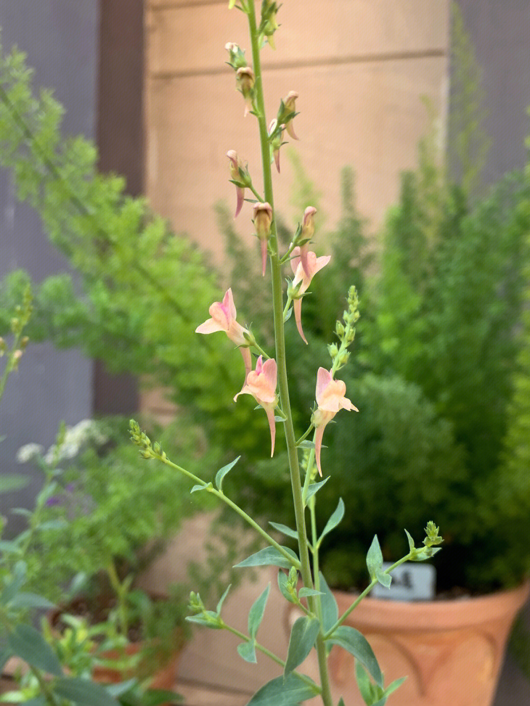 姬金鱼草开花啦