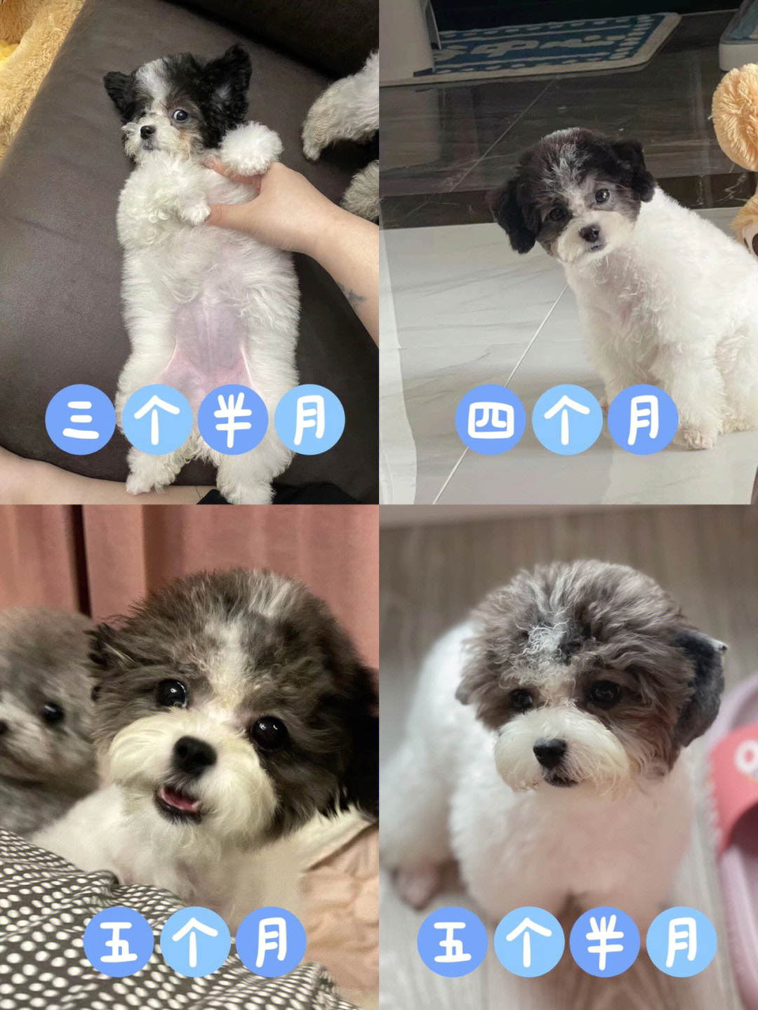 花贵犬图片及价格图片图片