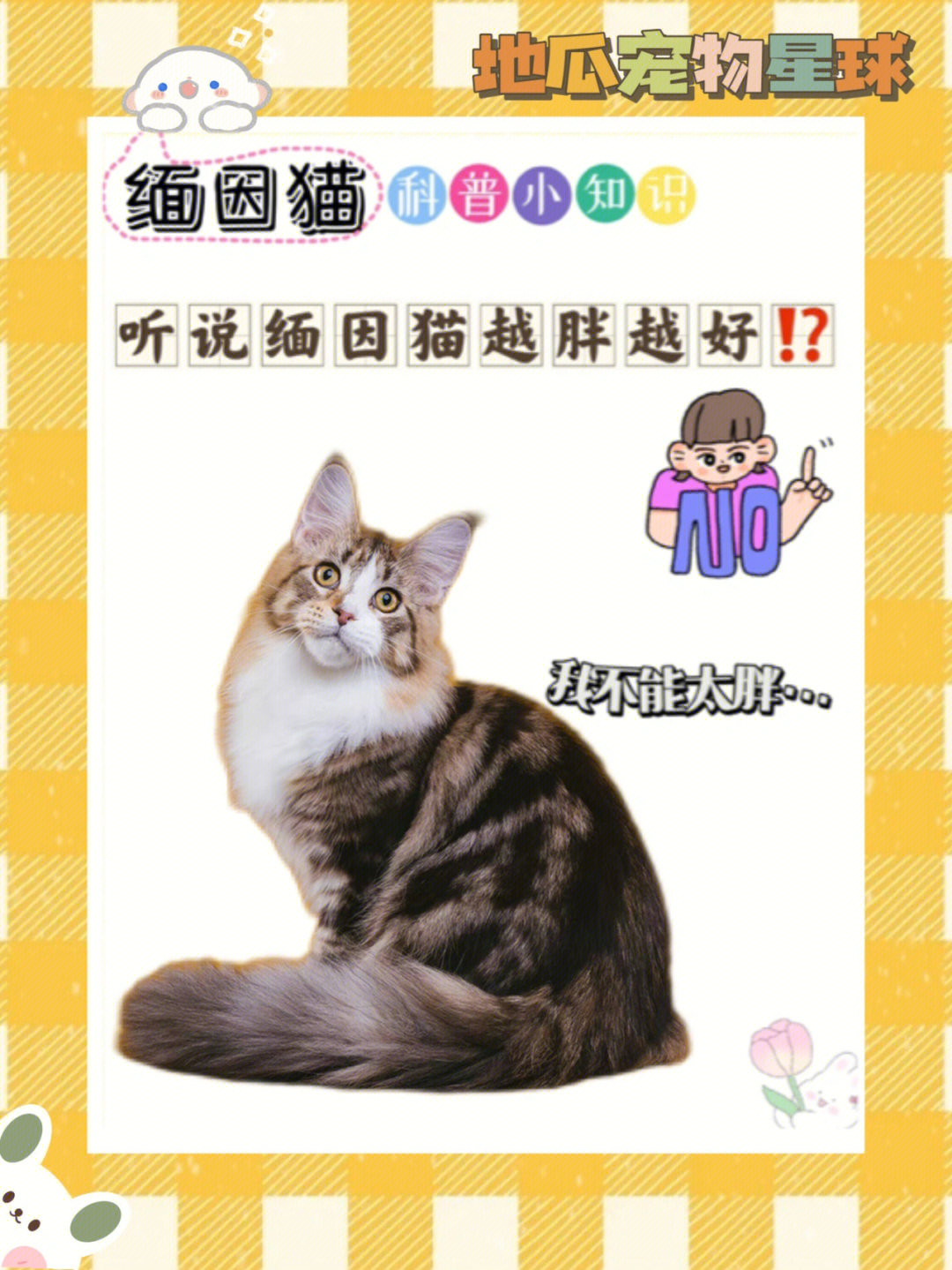 缅因猫月份体重表图片