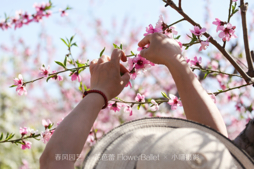 春日食花记摘桃花篇