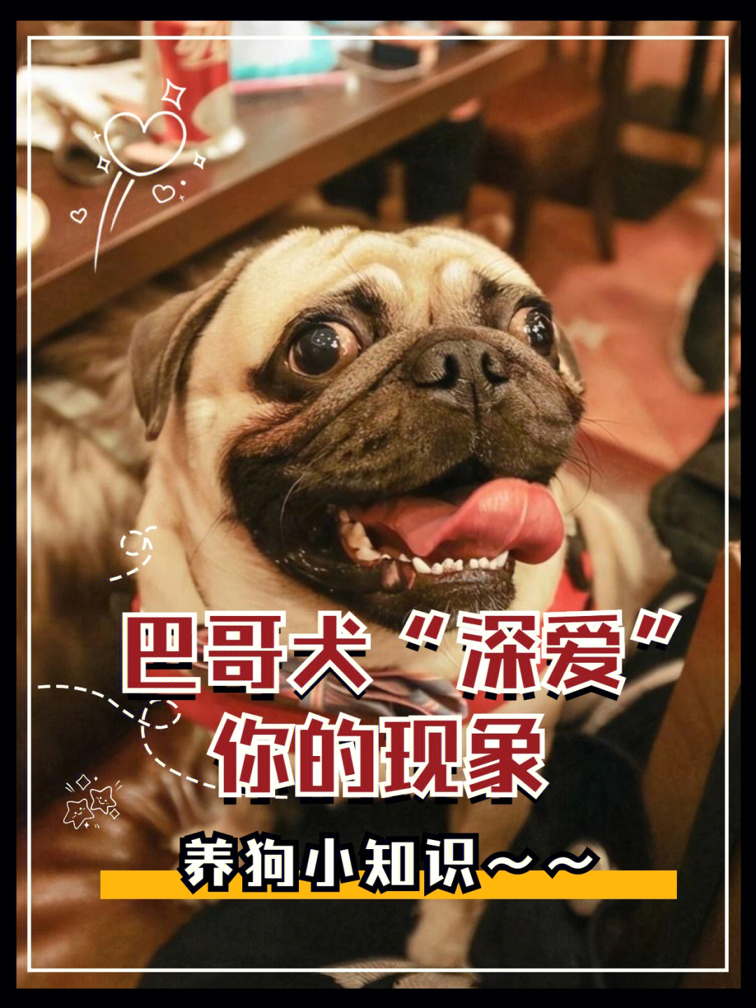 巴哥犬价格图片