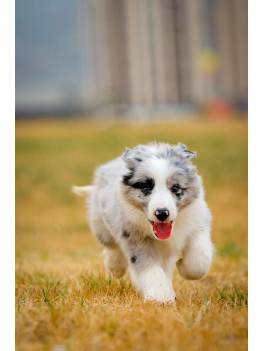 将柏边牧犬舍陨石边牧幼犬一弟弟最新照片