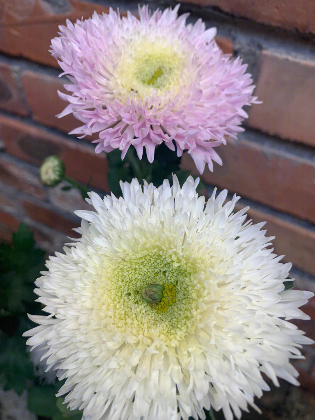 泰迪菊花期图片