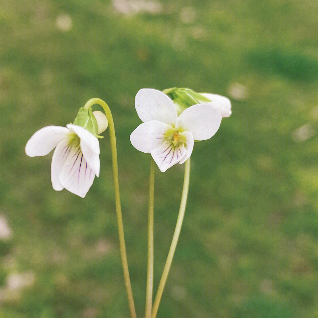 白花地丁