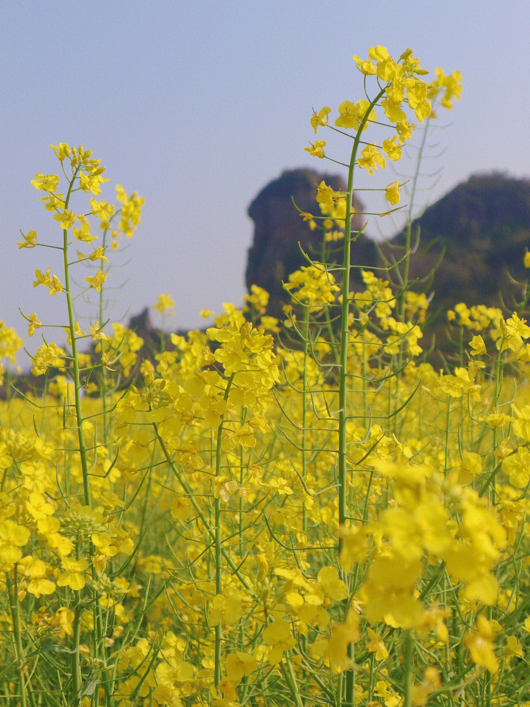 桃江十三渚油菜花地址图片