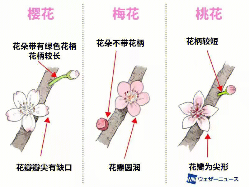 如何快速识别樱花桃花和梅花,知道识别方法,就不会傻傻分不清啦