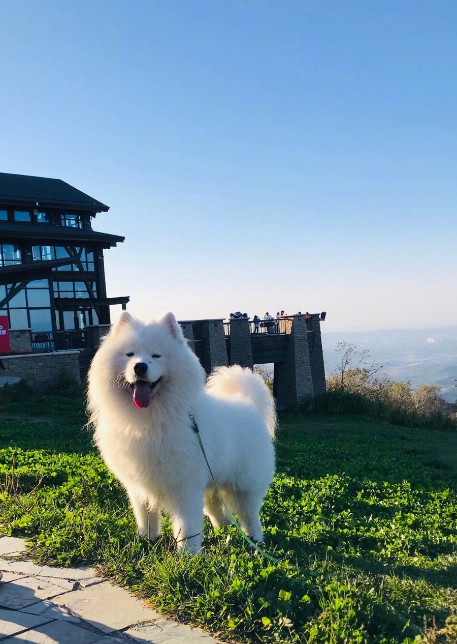 旅游只剩一只狗图片图片