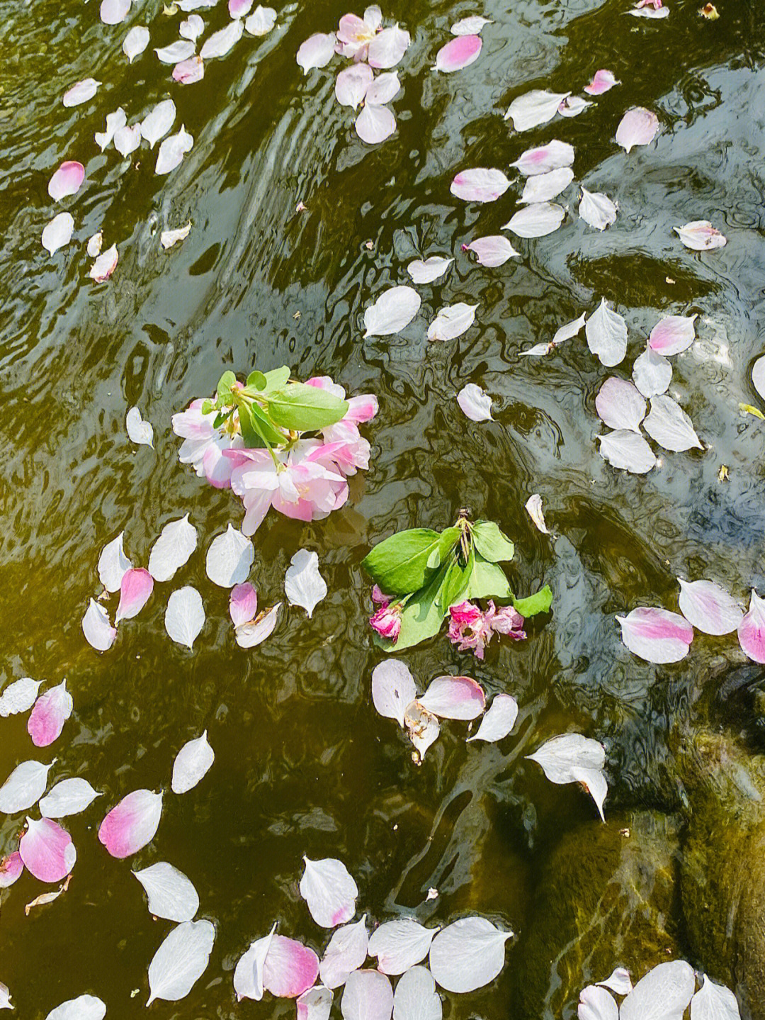 落花流水图片高清图片