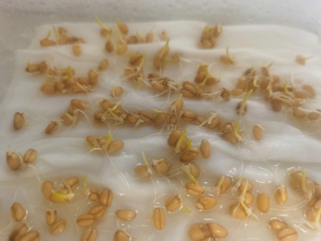 在家制作小麦胚芽图片
