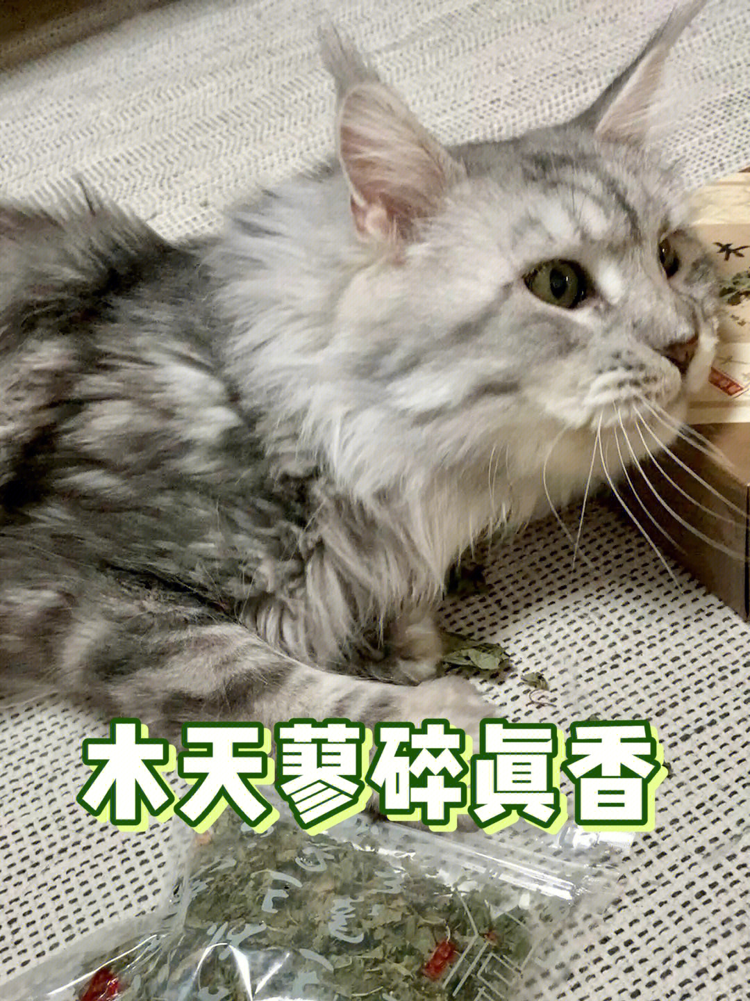 小猫咪呀小猫咪今天要来一杯木天蓼水吗