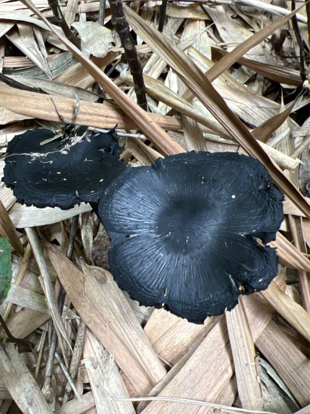 稀褶黑菇图片