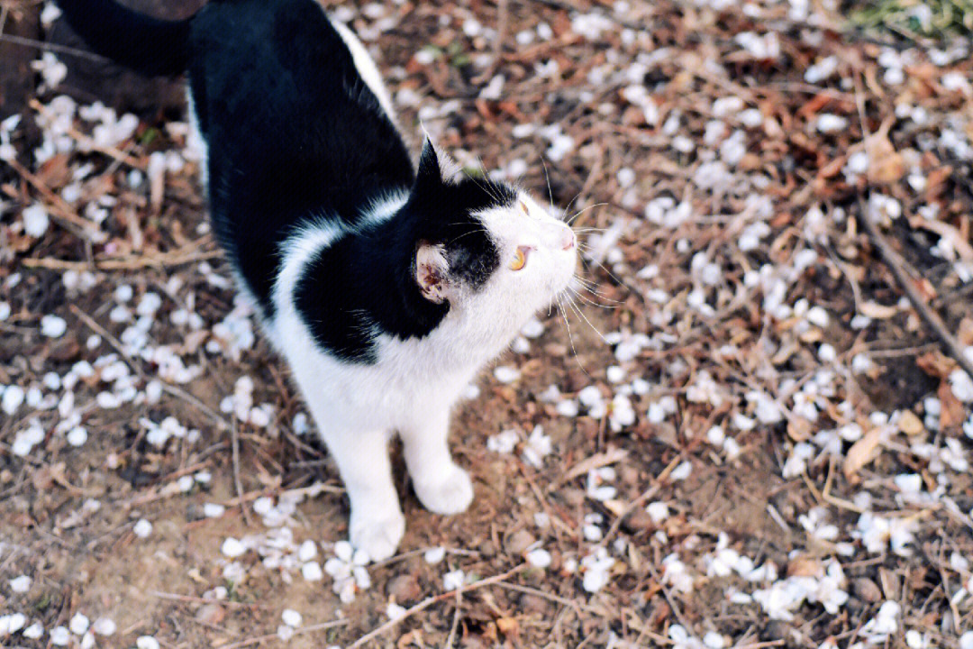 猫枝折花落图片