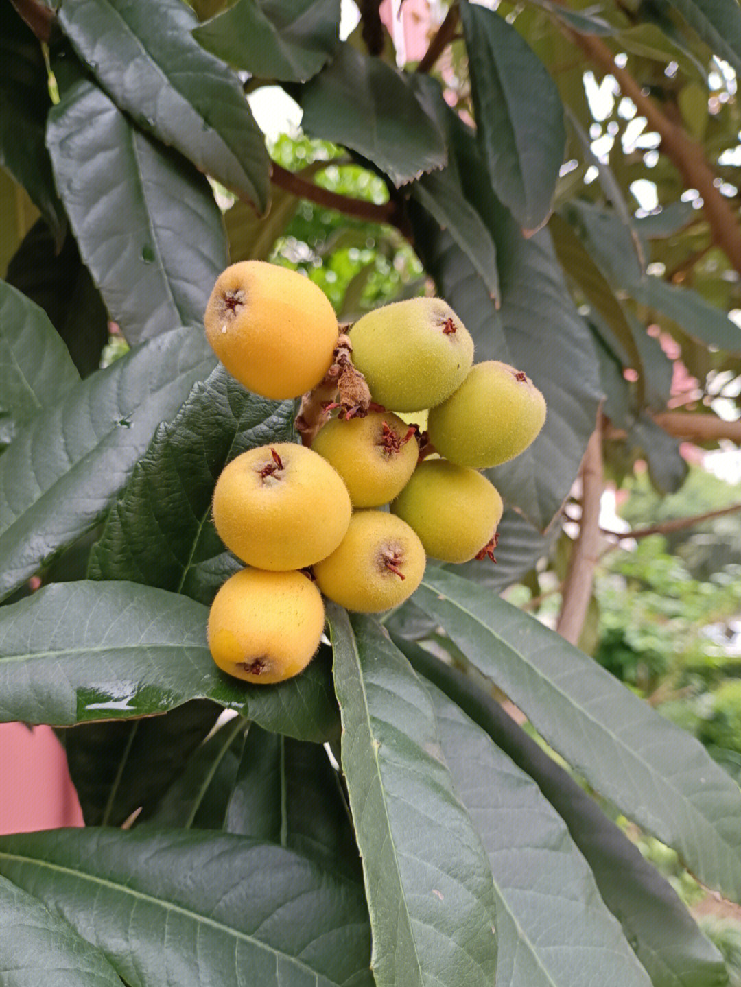 《群芳谱》介绍枇杷"秋萌,冬花,春实,夏热,独备四时之气,他物无与类