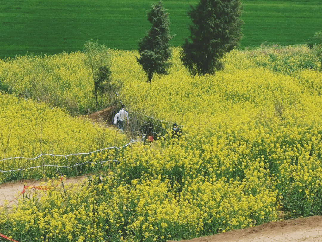 西安周边库峪村口的油菜花田