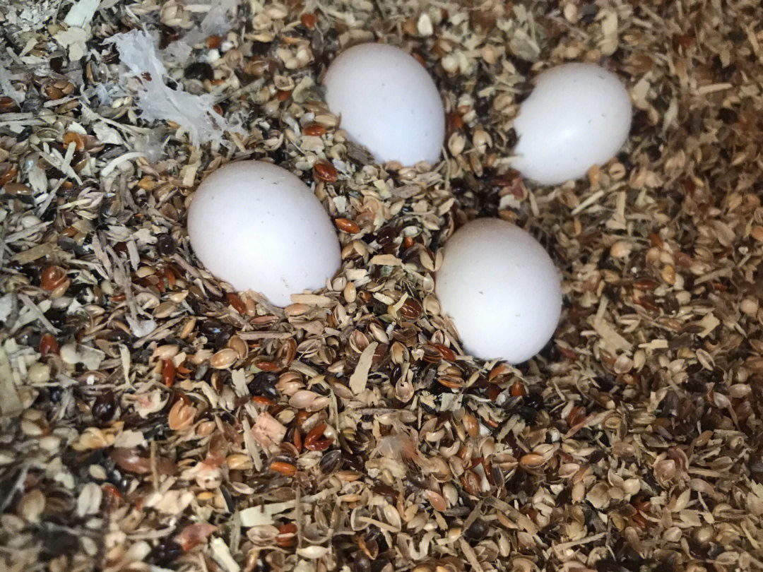 鹦鹉蛋昨天4个今天成3个了是太热吃了吗