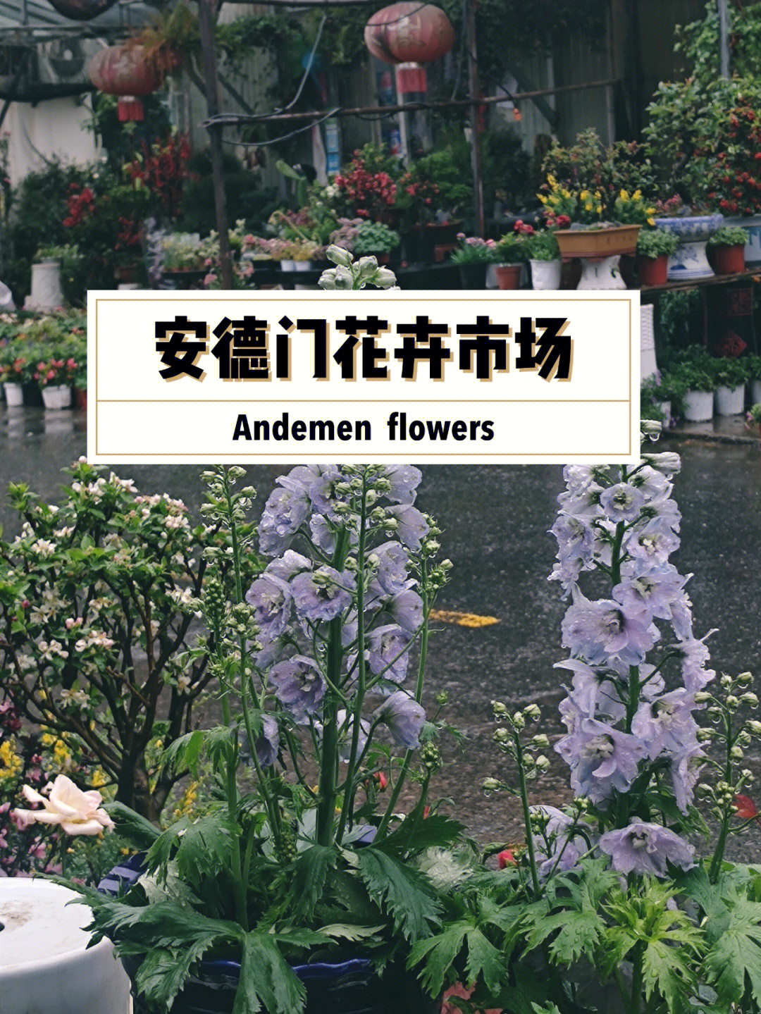 南京安德门花卉市场图片
