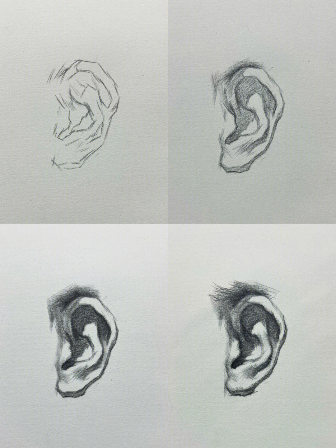 耳朵结构素描解析图片