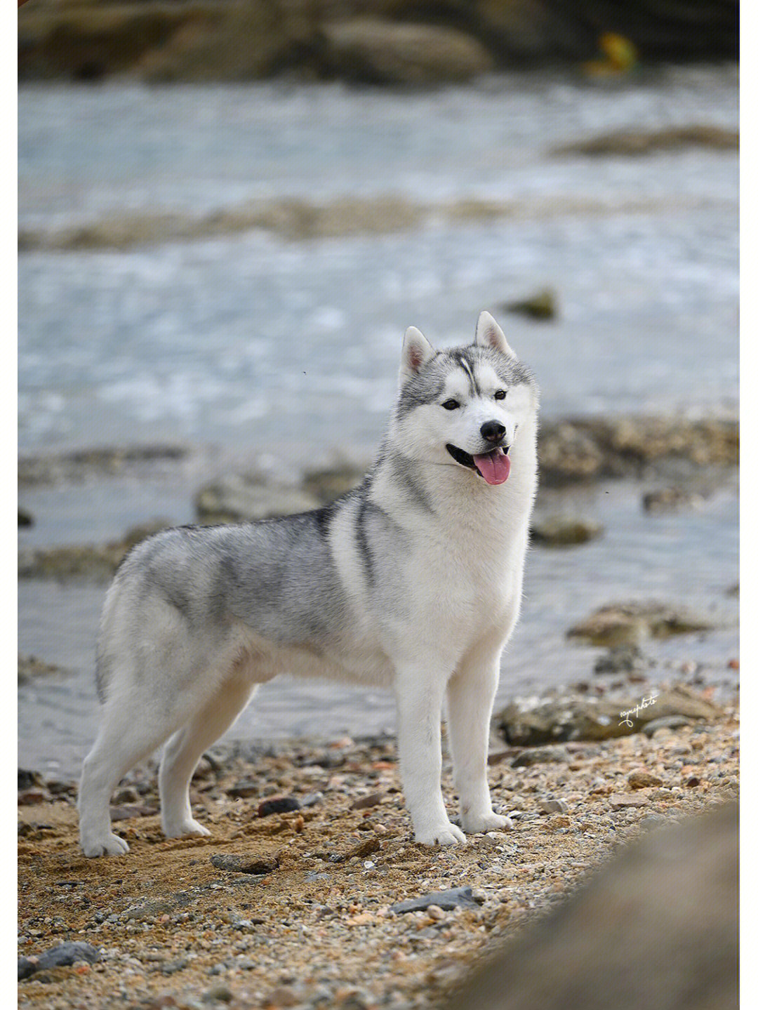 领域哈士奇种犬介绍les