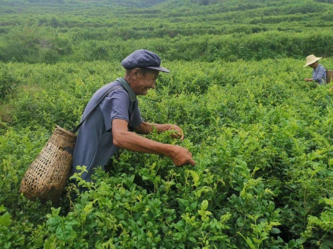 张家界莓茶