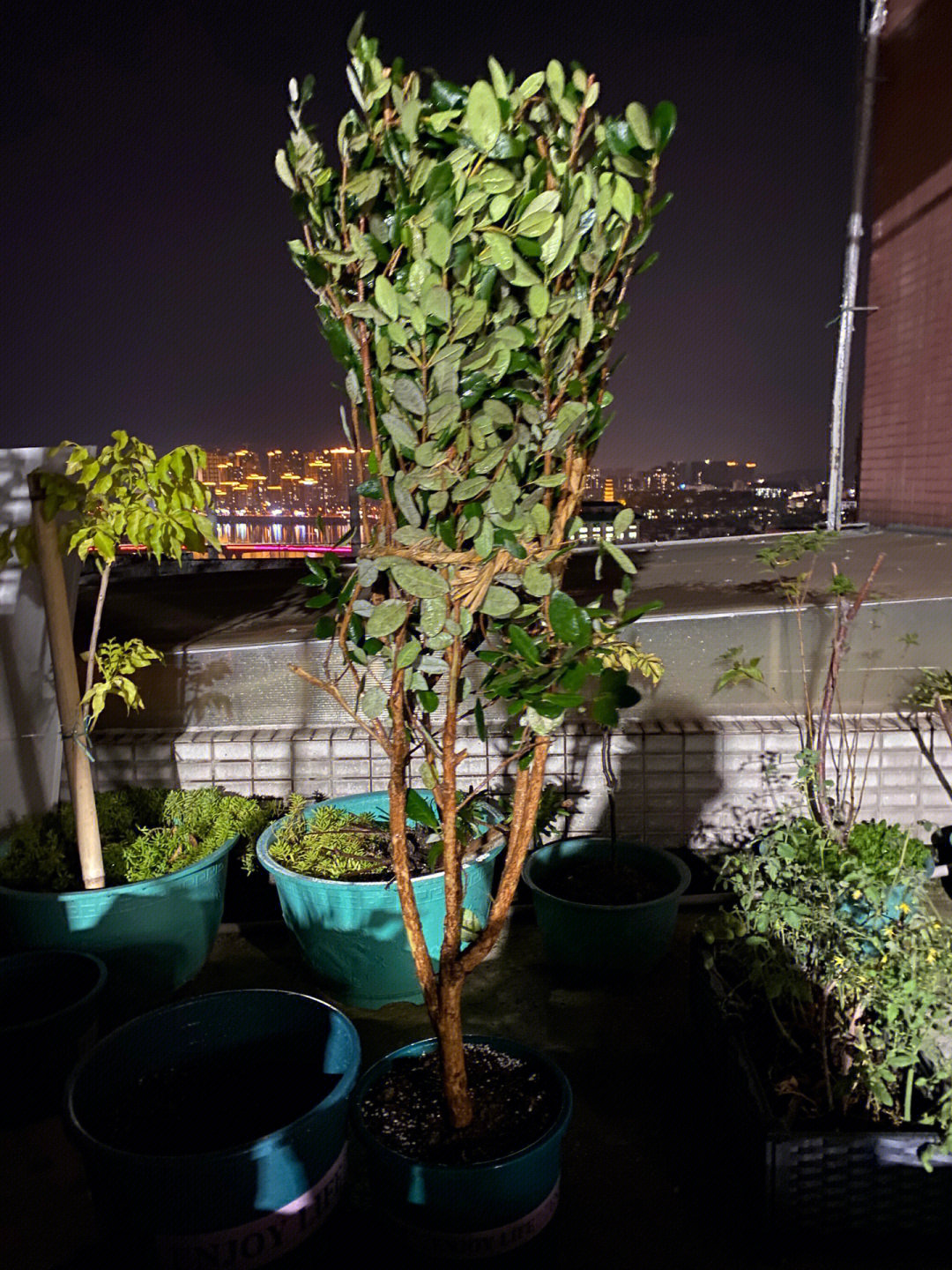 要把叶子修剪一下,几乎把叶子剪光了,这样种活的机率才更大#菲油果
