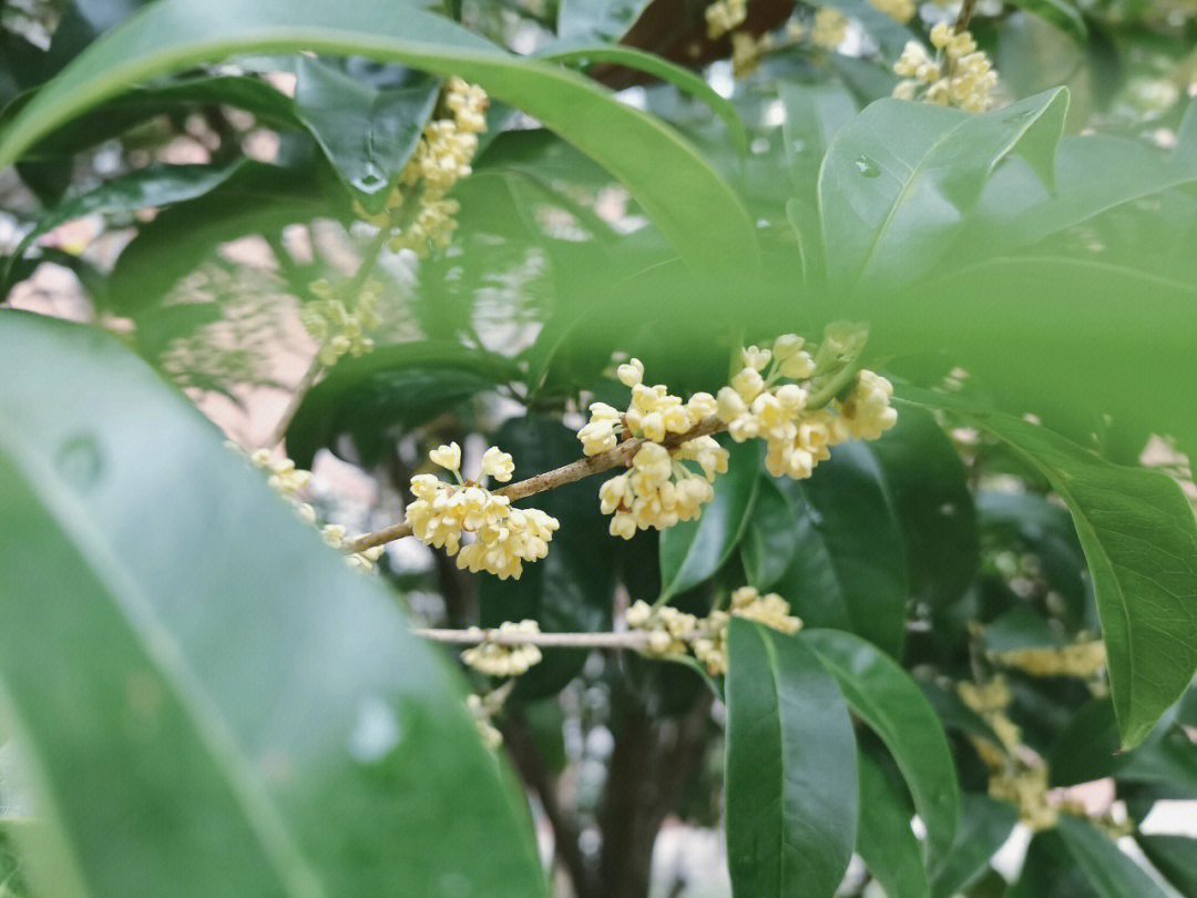 桂花开了