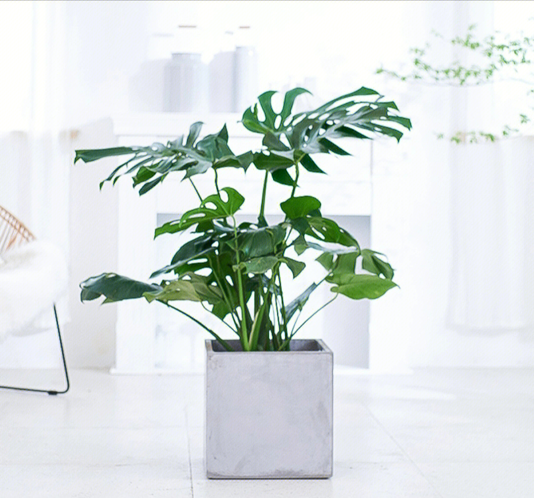 龟背竹吸收甲醛净化空气室内植物办公室盆栽