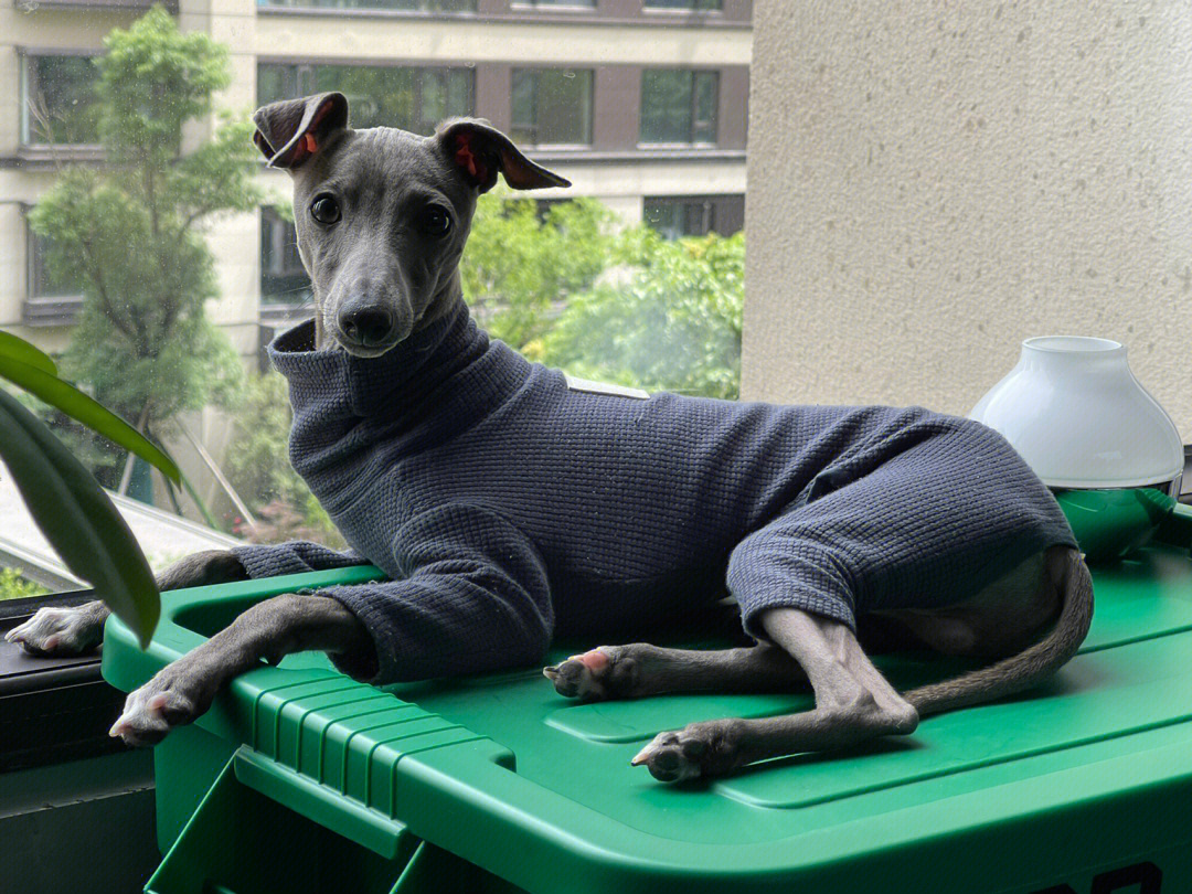 意大利小灵缇犬舍图片